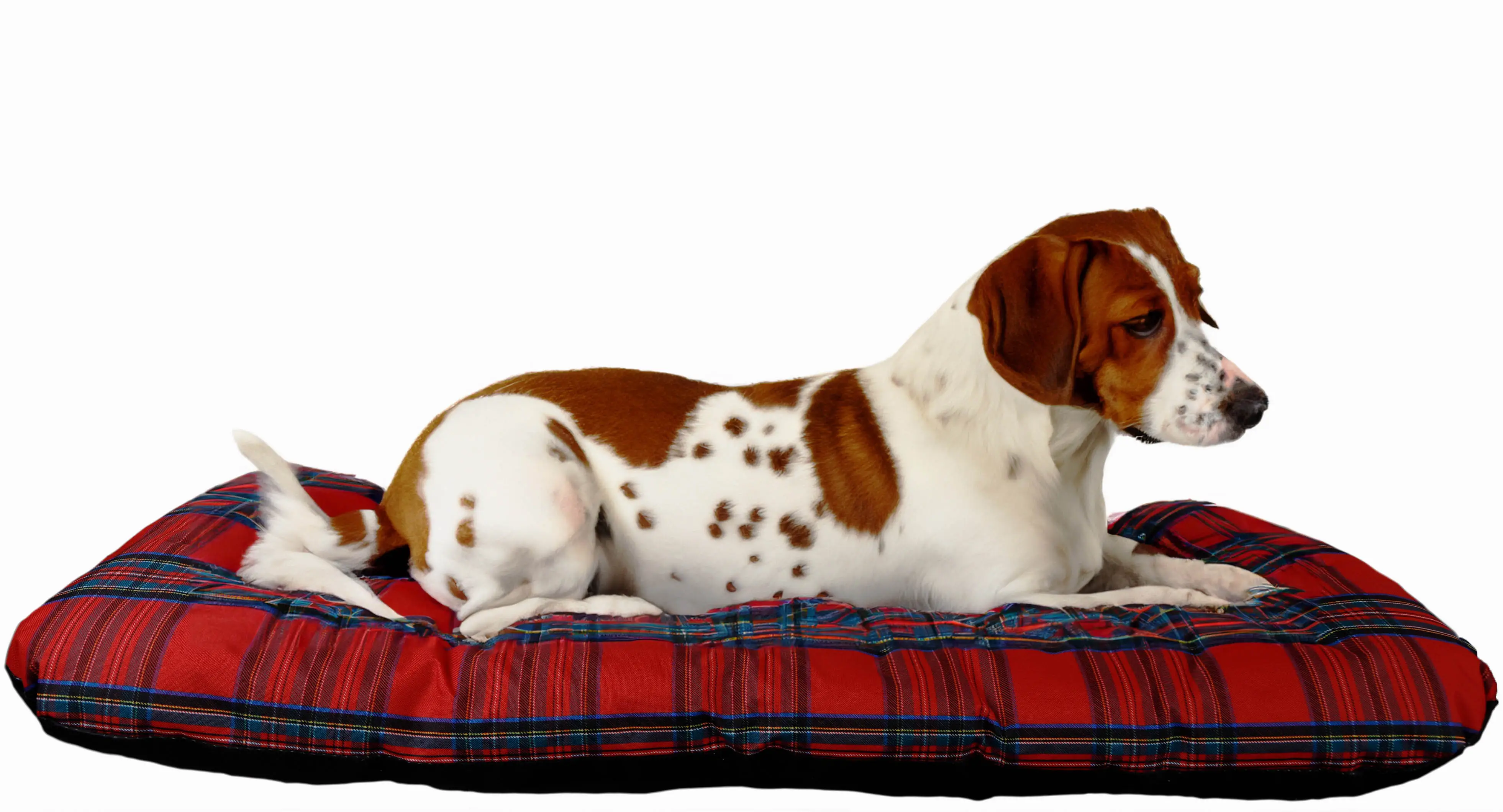 Hundebett Rocky geflammt optional mit Kissen 80x50x21cm Nur Kissen rot